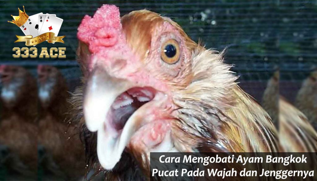 Cara Mengobati Ayam Bangkok Pucat Pada Wajah dan Jenggernya